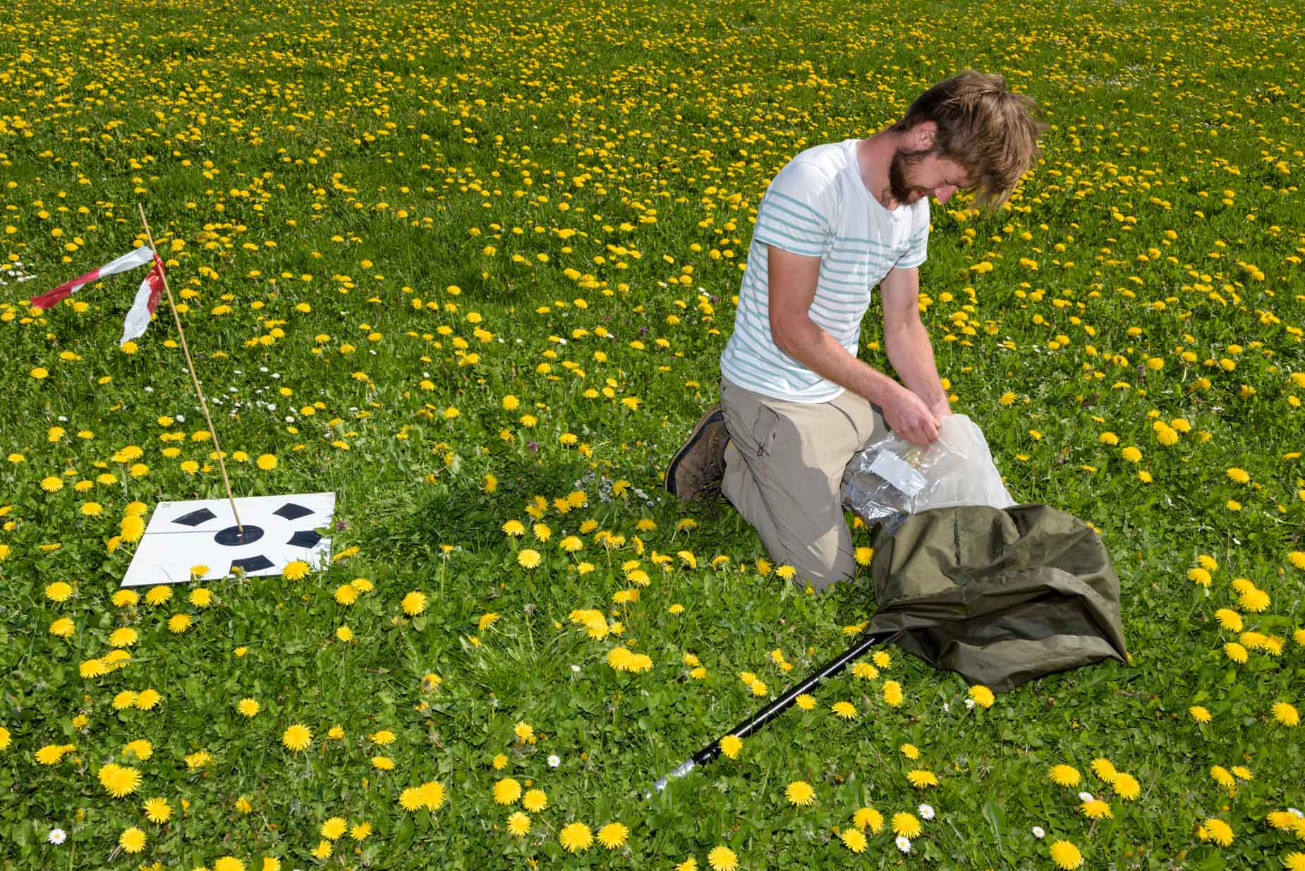 bijen tellen met drones voor de volkskrant | Sas Schilten